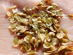 Carex straminiformis