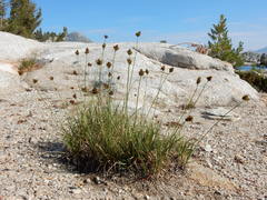 Carex straminiformis
