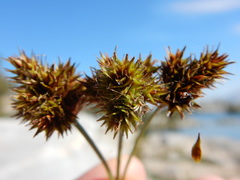 Carex straminiformis