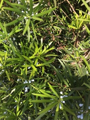 Podocarpus macrophyllus maki