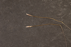 Austrostipa breviglumis