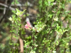 Xanthosia
