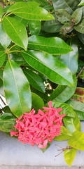 Ixora
