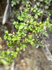 Xanthosia