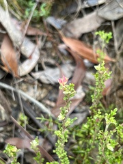 Xanthosia