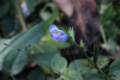 Bonnaya ruelloides