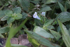 Bonnaya ruelloides