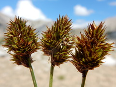 Carex straminiformis
