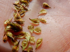 Carex straminiformis