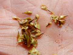 Carex straminiformis