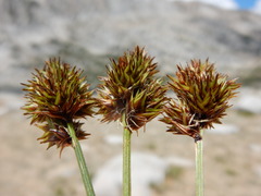 Carex straminiformis