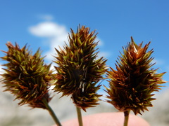 Carex straminiformis