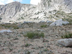 Carex straminiformis