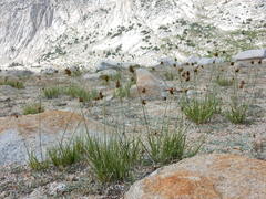 Carex straminiformis