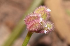 Trachymene cyanopetala