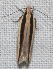 Ardozyga chionoprora