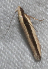 Ardozyga chionoprora