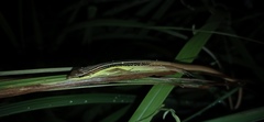 Takydromus sexlineatus