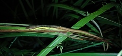 Takydromus sexlineatus