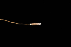 Austrostipa breviglumis
