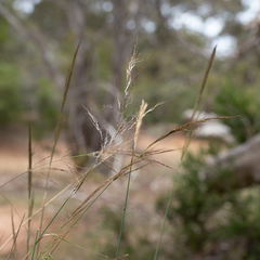 Austrostipa breviglumis