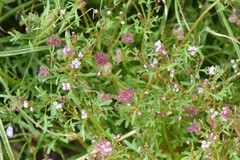 Trachymene cyanopetala