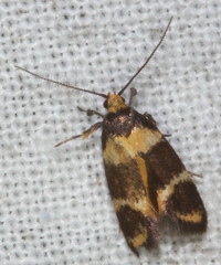 Cosmaresta callichrysa
