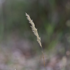 Avellinia festucoides