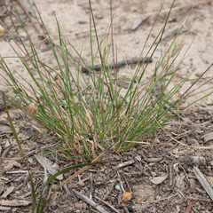 Rytidosperma setaceum