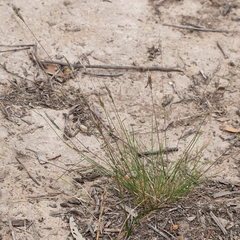 Rytidosperma setaceum