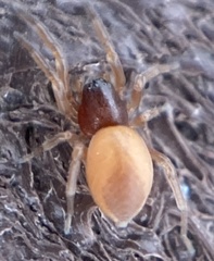 Trachelas minor