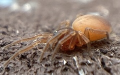 Trachelas minor