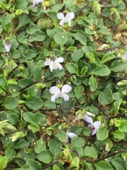 Viola sieberiana