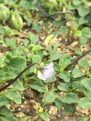 Viola sieberiana