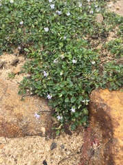 Viola sieberiana