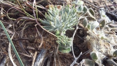 Eriospermum dregei