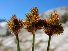 Carex straminiformis