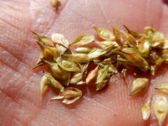 Carex straminiformis