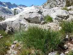 Carex straminiformis