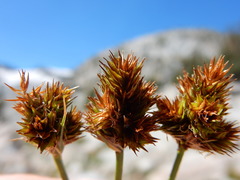 Carex straminiformis