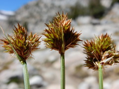Carex straminiformis