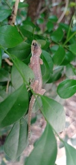 Gehyra mutilata