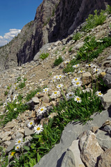 Erigeron garrettii