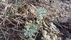 Eriospermum dregei