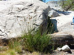 Carex straminiformis