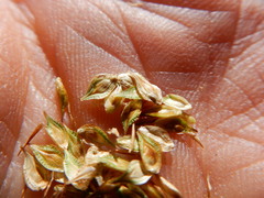 Carex straminiformis