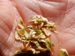 Carex straminiformis