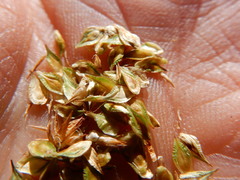 Carex straminiformis