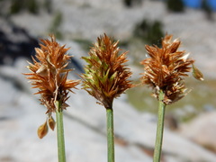 Carex straminiformis