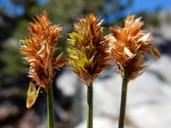 Carex straminiformis